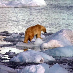 Polar Bear arctic Polar_Bear_on_Ice