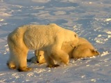 Polar Bear arctic Polar_Bears_2004-11-15