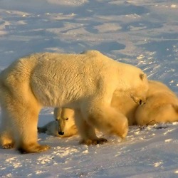 Polar Bear arctic Polar_Bears_2004-11-15