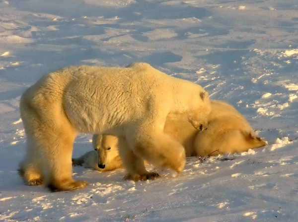 Polar Bear arctic Polar_Bears_2004-11-15