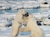 Polar Bear arctic Polar_Bears_Play_fight