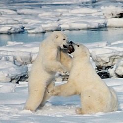 Polar Bear arctic Polar_Bears_Play_fight
