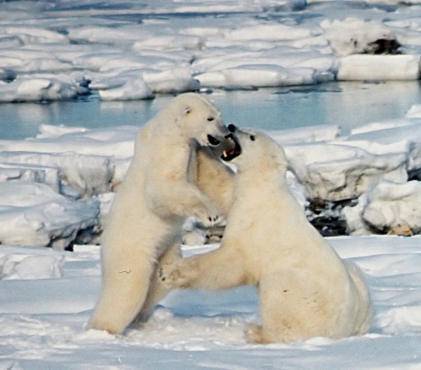 Polar Bear arctic Polar_Bears_Play_fight