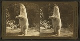 Polar Bear Photo Gallery