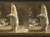 Polar Bear arctic Polar_bear_(Ursus_maritimus Zoo chicago lincoln park