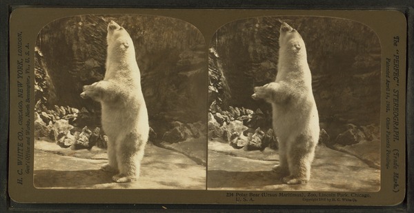 Polar Bear arctic Polar_bear_(Ursus_maritimus Zoo chicago lincoln park