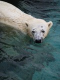 Polar Bear arctic Polar_bear_-Ueno_Zoo