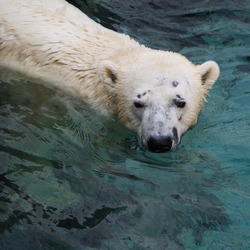 Polar Bear arctic Polar_bear_-Ueno_Zoo