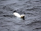 Polar Bear arctic Polar_bear_arctic