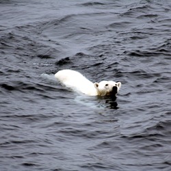 Polar Bear arctic Polar_bear_arctic