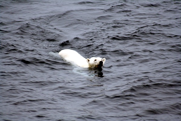 Polar Bear arctic Polar_bear_arctic