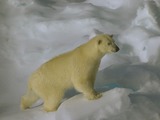 Polar Bear arctic Polar_bear_hg