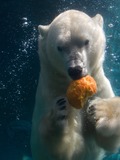 Polar Bear arctic Polar_bear_in_San_Diego_Zoo,_2009-10-18_01