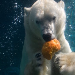 Polar Bear arctic Polar_bear_in_San_Diego_Zoo,_2009-10-18_01