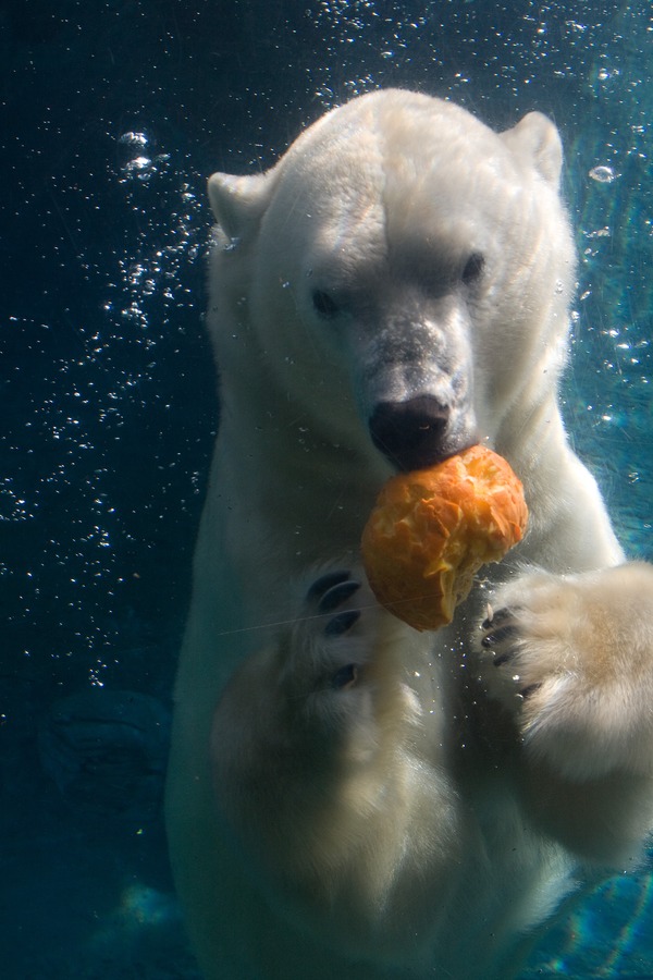 Polar Bear arctic Polar_bear_in_San_Diego_Zoo,_2009-10-18_01