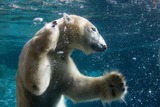 Polar Bear Photo Gallery