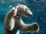 Polar Bear arctic Polar_bear_in_San_Diego_Zoo,_2010-01-03