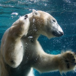 Polar Bear arctic Polar_bear_in_San_Diego_Zoo,_2010-01-03