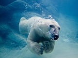 Polar Bear arctic Polar_bear_swimming_in_zoo