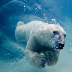Polar Bear arctic Polar_bear_swimming_in_zoo
