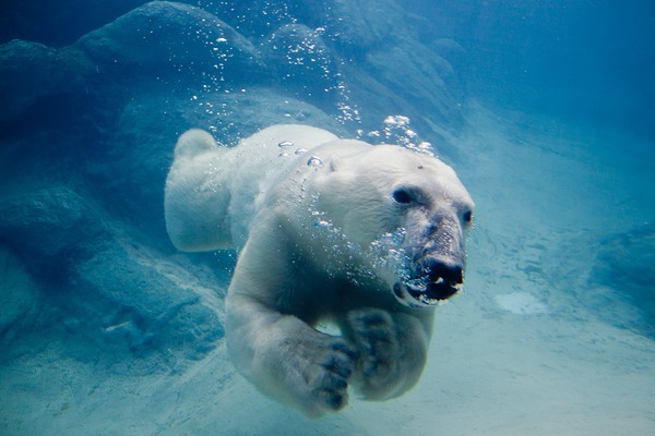 Polar Bear arctic Polar_bear_swimming_in_zoo