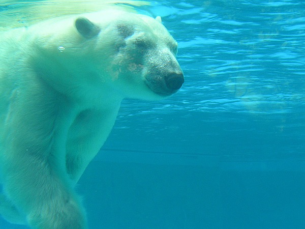 Polar Bear arctic Polar_bear_under_water