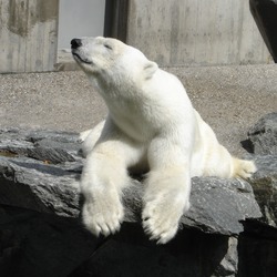 Polar Bear arctic Polar_bear