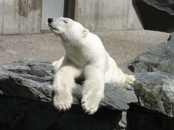 Polar Bear arctic Polar_bear