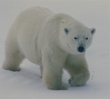 Polar Bear Photo Gallery