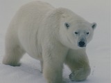 Polar Bear arctic Polar_bear_walking