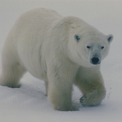 Polar Bear arctic Polar_bear_walking