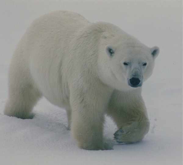 Polar Bear arctic Polar_bear_walking