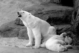 Polar Bear Photo Gallery