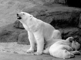 Polar Bear arctic Polar_bear_with_cubs_2