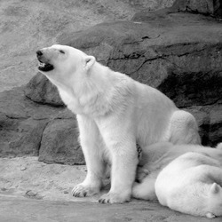 Polar Bear arctic Polar_bear_with_cubs_2