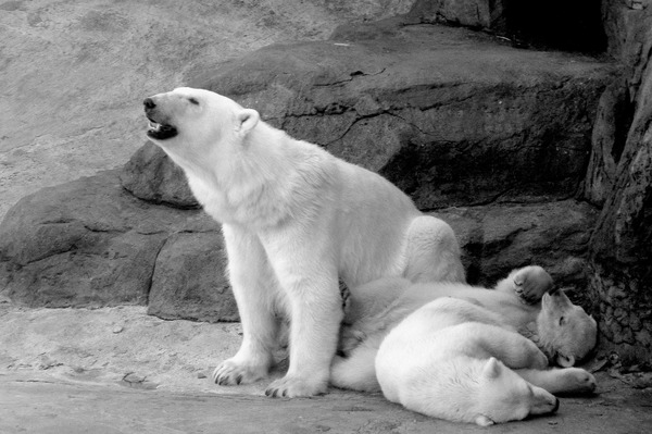 Polar Bear arctic Polar_bear_with_cubs_2