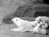 Polar Bear arctic Polar_bear_with_cubs