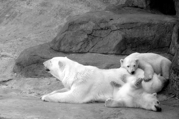 Polar Bear arctic Polar_bear_with_cubs