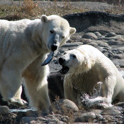 Polar Bear arctic Polar_bears_at_Huntington_Woods
