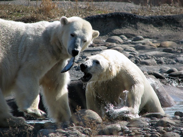 Polar Bear arctic Polar_bears_at_Huntington_Woods