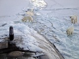 Polar Bear Photo Gallery