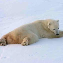 Polar Bear arctic Polarbar 1