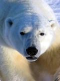 Polar Bear Photo Gallery