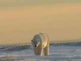 Polar Bear arctic Polarbar_9_2004-11-16