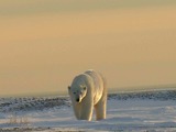 Polar Bear arctic Polarbar_9_2004-11-16