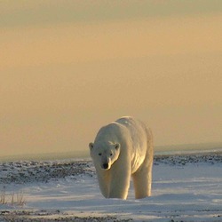 Polar Bear arctic Polarbar_9_2004-11-16