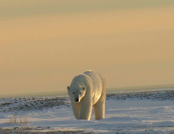 Polar Bear arctic Polarbar_9_2004-11-16