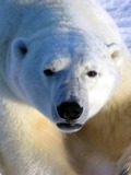 Polar Bear arctic Polarbar