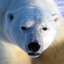 Polar Bear arctic Polarbar