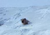 Polar Bear arctic Sea_ice_pb_den